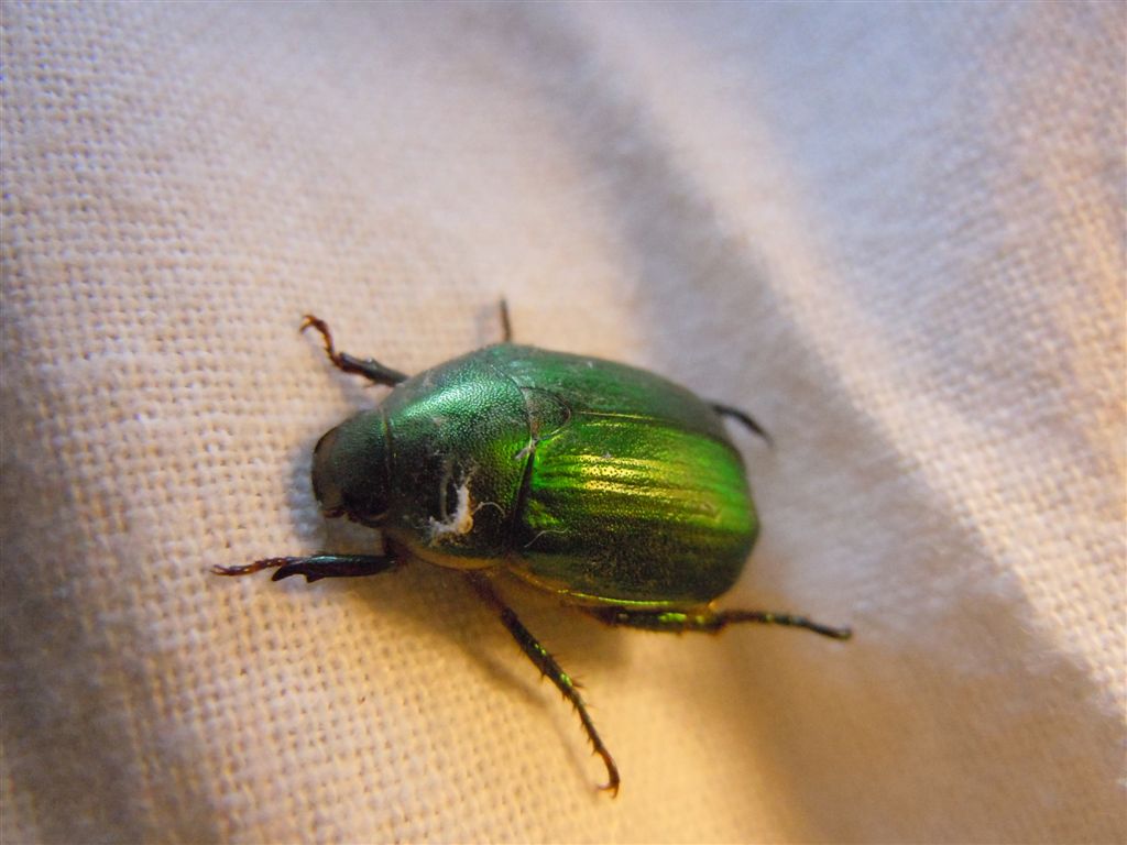 Rutelidae? Anomala sp.